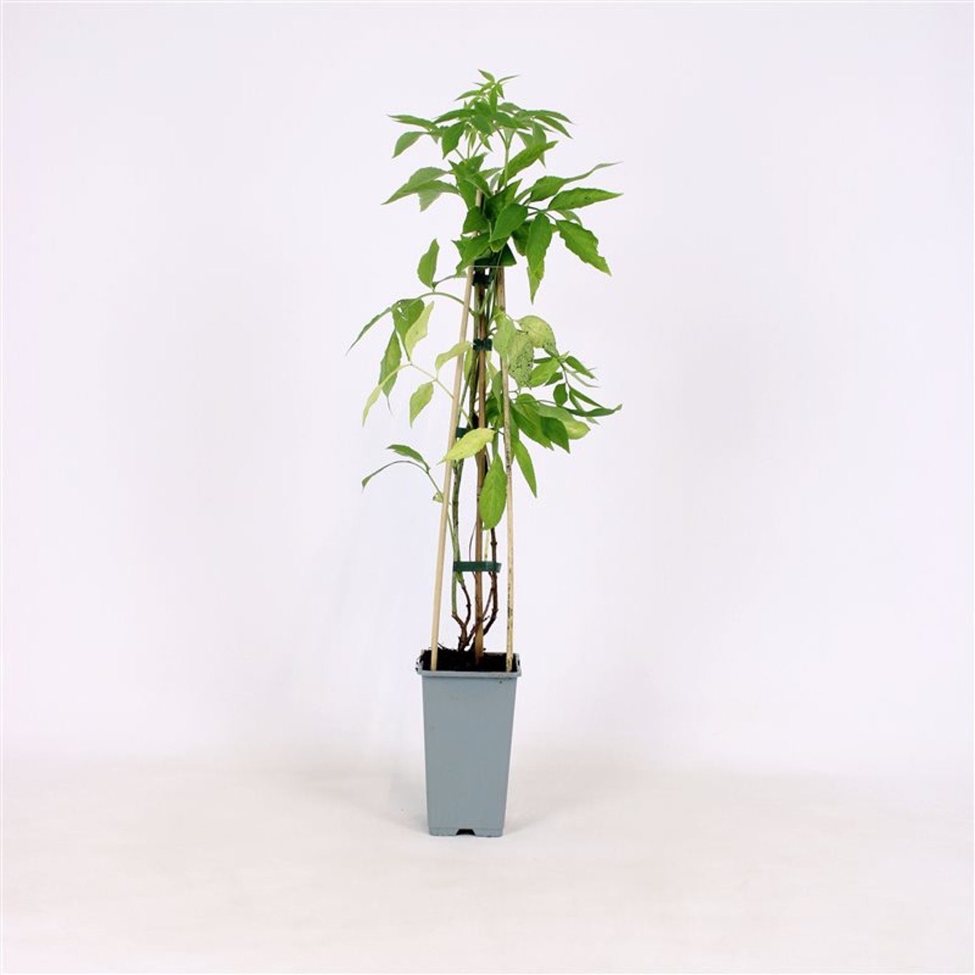 Sambucus nigra 'Korsør' - C2 70/+ CM